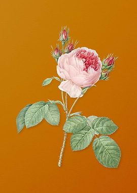 Vintage Pink Cabbage Rose