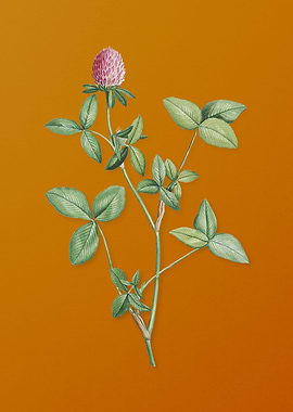 Vintage Pink Clover Flower