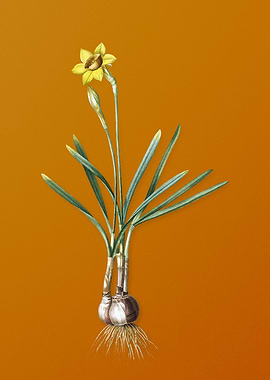 Vintage Narcissus Gouani