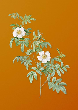 Vintage Musk Rose Flower