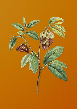 Vintage Papaw Tree Branch