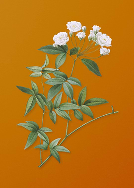 Vintage Lady Banks Rose