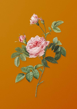 Vintage Pink Rose Turbine