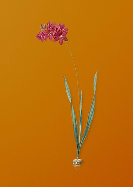 Vintage Ixia Filiformis