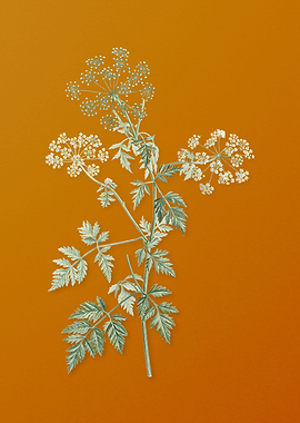 Vintage Hemlock Flowers