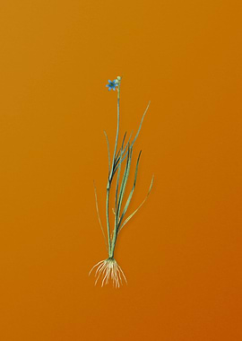 Narrow Blue Eyed Grass