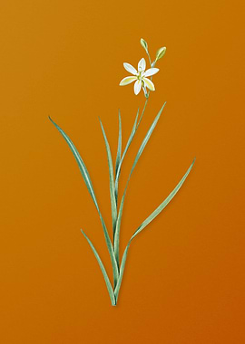 Ixia Anemonae Flora Flower