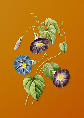 Vintage Morning Glory