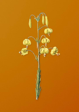 Vintage Lilium Pyrenaicum