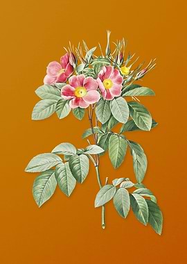 Vintage Pasture Rose