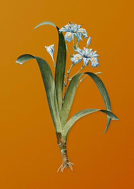 Vintage Iris Fimbriata