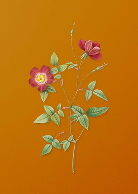 Indica Stelligera Rose