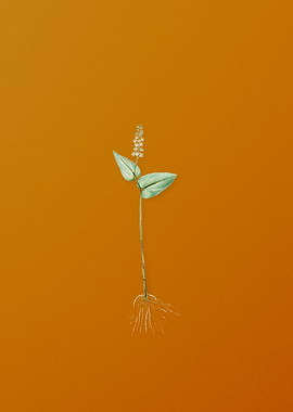 Vintage Mayanthemum Flower