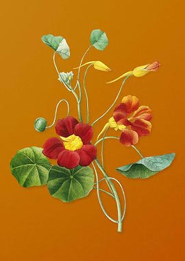 Vintage Monks Cress Flower