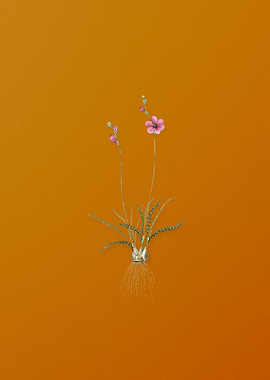 Vintage Ixia Crispa Flower