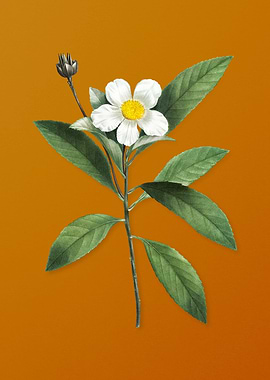 Vintage Loblolly Bay