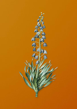 Vintage Persian Lily