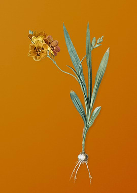 Vintage Ixia Miniata