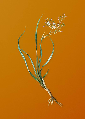 Vintage Phalangium Bicolor