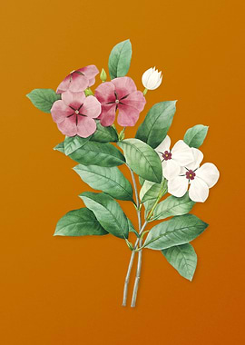 Vintage Periwinkle Flower