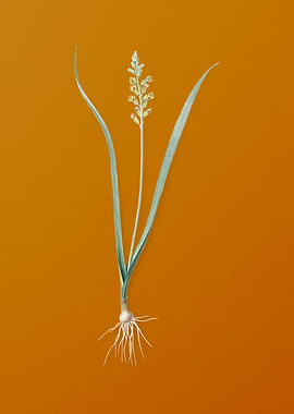 Vintage Lachenalia Pallida