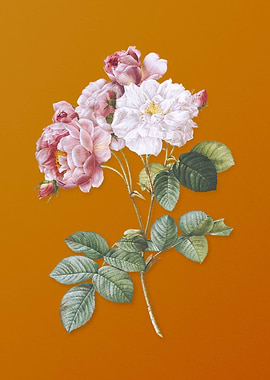 Vintage Pink Damask Rose