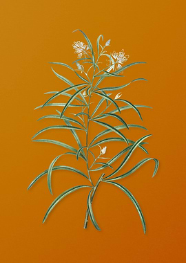 Narrow Leaf Spider Flower