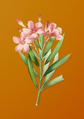 Vintage Oleander Flower