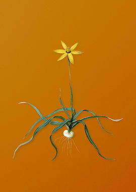 Vintage Hypoxis Stellata