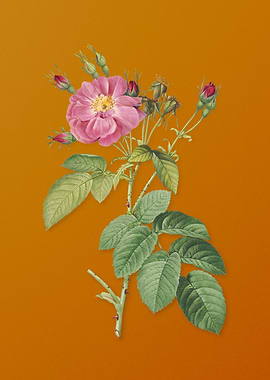 Vintage Harsh Downy Rose