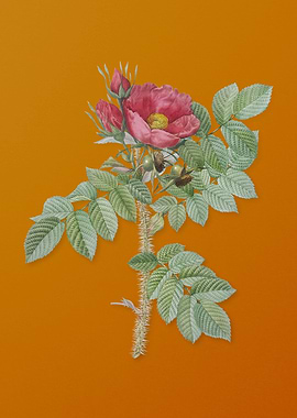 Vintage Kamtschatka Rose