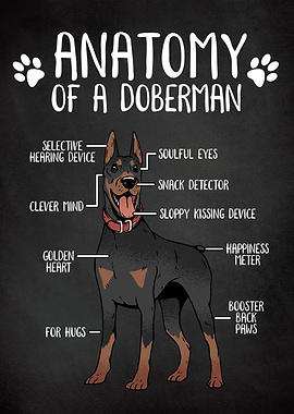 Doberman Dog Anatomy
