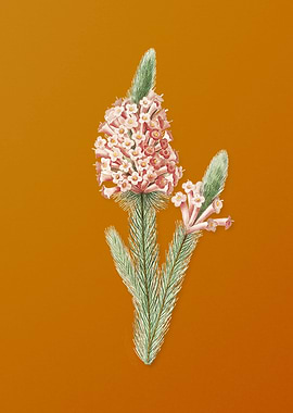 Heather Briar Root Bruyere