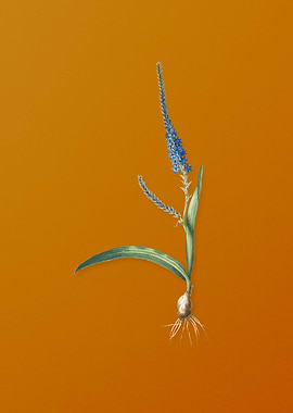 Vintage Ixia Plantaginea