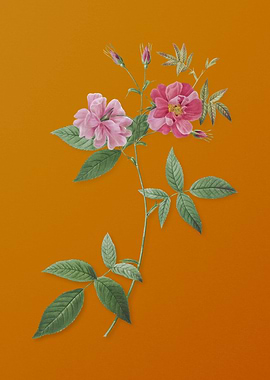 Vintage Hudson Rosehip