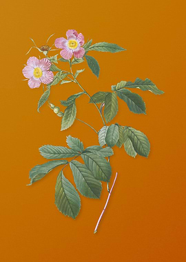 Vintage Pink Alpine Roses