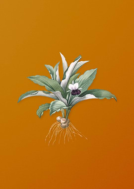 Kaempferia Angustifolia