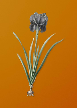 Vintage Mourning Iris