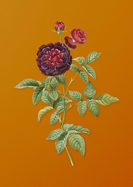 One Hundred Leaved Rose