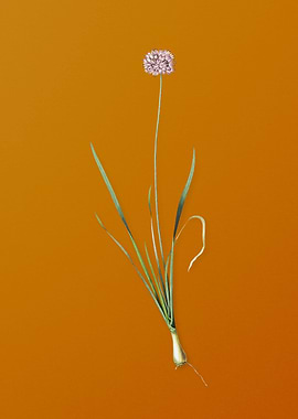 Vintage Mouse Garlic