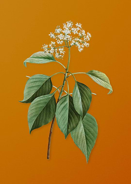 Vintage Pagoda Dogwood