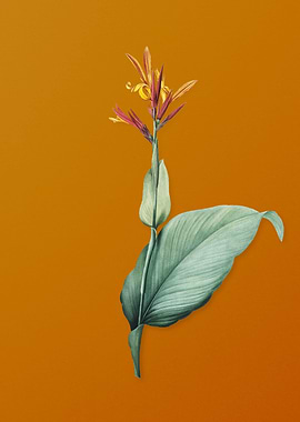 Vintage Indian Shot Flower