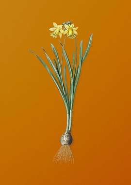 Lesser Wild Daffodil