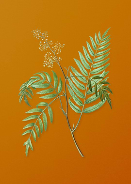 Vintage Peruvian Pepper