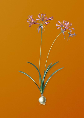 Vintage Nerine Flower