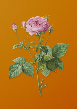 Vintage Pink French Roses