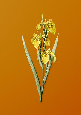 Vintage Irises Flower