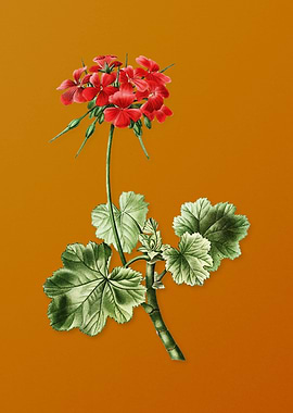 Vintage Scarlet Geranium