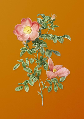 Red Sweetbriar Rose Flower