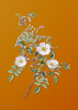 Vintage Reddish Rosebush